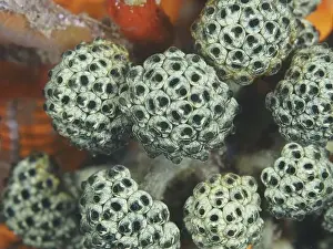 Detailed Image Prints: Close-up of mushroom sea squirts (Nephtheis fascicularis) showing their complex