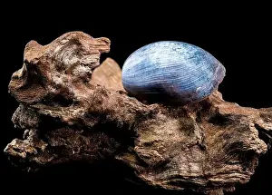 Nerite Prints: Close-up of a Nerite snail shell resting on textured driftwood against a black background
