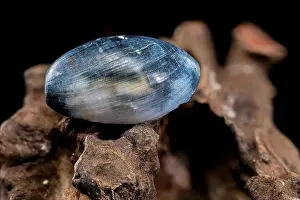 Close-up of a Nerite snail shell resting on textured driftwood against a black background