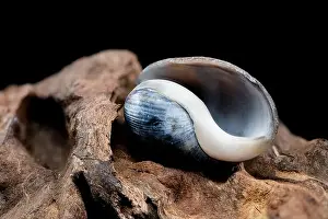Nerite Prints: Close-up of a Nerite snail shell resting on textured driftwood against a black background
