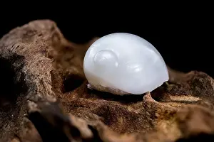 Nerite Prints: Close-up of a Nerite snail shell resting on textured driftwood against a black background