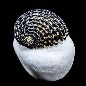 Close-up of a Neritodryas cornea shell with black and yellow stripes