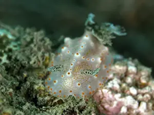 Underwater Scene Prints: Close-up of nudibranch with orange dots