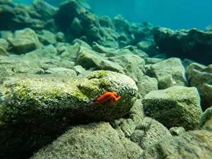Sea Star Prints: Close-up of orange starfish. Underwater landscape in the Aegean Sea