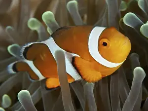 Placid Prints: Close-up of an orange-white Ocellaris Clownfish (Amphiprion ocellaris) in a sea anemone