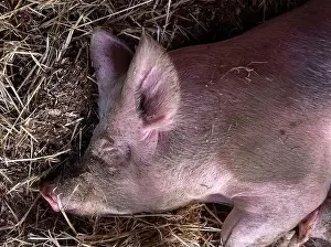 Overhead View Prints: Close-up overhead view of a pig covered in dust resting on straw in an animal pen