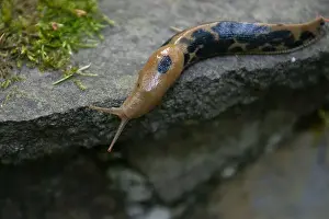 Overhead View Prints: Close-up of a Pacific Banana Slug on a rock, Oregon, USA