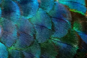 Background Texture Prints: Close-up Peacocks, colorful details and beautiful peacock feathers.Macro photograph