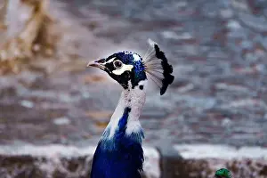 Animal Wildlife Prints: close-up of a peacock's head looking in profile to the camera
