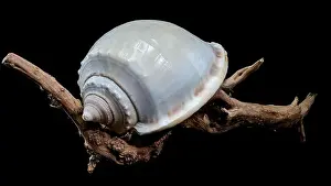 Ocean Shell Prints: Close-up of a Phalium glaucum seashell placed on weathered driftwood