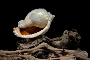 Ocean Shell Prints: Close-up of a Phalium glaucum seashell placed on weathered driftwood