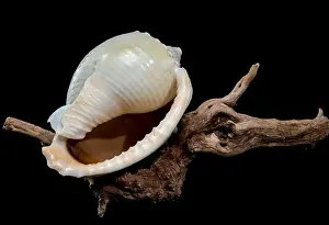 Ocean Shell Prints: Close-up of a Phalium glaucum seashell placed on weathered driftwood