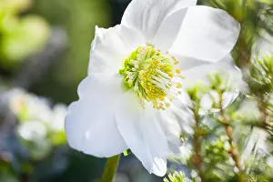 Pistil Prints: Close-up photo of beautiful Christmas rose (Helleborus niger) white flower in winter garden during sunny day