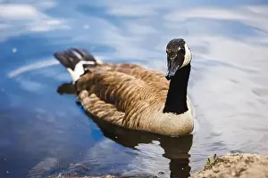 Wild Species Prints: A close-up photograph of a Canada Goose swimming serenely in a calm