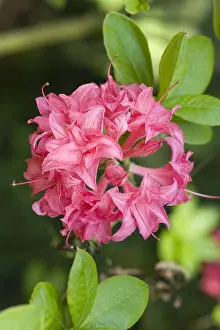 Rhododendron Prints: Close-up of pink Azalea spring flowers