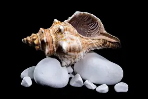 Horse Conch Prints: Close-up of a Pleuroploca trapezium shell