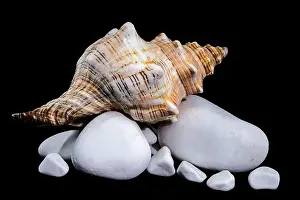 Horse Conch Prints: Close-up of a Pleuroploca trapezium shell