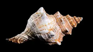 Horse Conch Prints: Close-up of a Pleuroploca trapezium shell