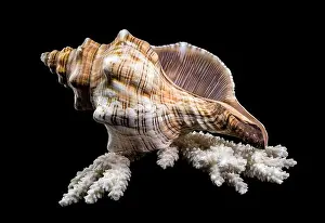 Horse Conch Prints: Close-up of a Pleuroploca trapezium shell