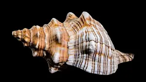Horse Conch Prints: Close-up of a Pleuroploca trapezium shell