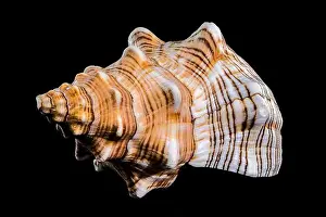 Close-up of a Pleuroploca trapezium shell