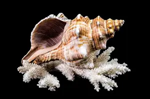 Horse Conch Prints: Close-up of a Pleuroploca trapezium shell