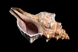 Horse Conch Prints: Close-up of a Pleuroploca trapezium shell