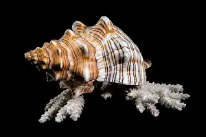 Horse Conch Prints: Close-up of a Pleuroploca trapezium shell