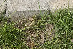 Farm Animals Prints: Close-up of Poa pratensis, Kentucky Bluegrass lawn dug up by a Mephitis