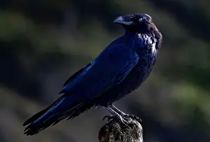 Raven Prints: Close-up portrait of a black Raven, British Columbia, Canada