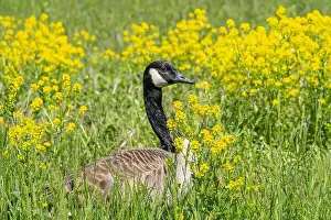 Close To Prints: Close-up portrait of a Canada Goose nesting in a field of yellow wildflowers in spring
