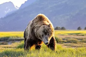 Coastal Brown Bear Prints: Close-up portrait of Coastal Brown Bear - Brown Bear Bay