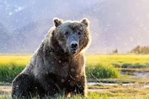 Coastal Brown Bear Prints: Close-up portrait of Coastal Brown Bear - Brown Bear Bay