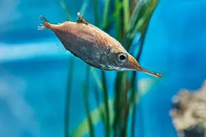 Slender Prints: Close-up portrait of Common snipefish (Longspine snipefish)