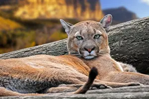 Wildcat Prints: Close-up portrait of cougar / puma / mountain lion / panther (Puma concolor) resting in the mountains in USA