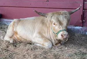 Lying On Front Prints: Close-up portrait of a Horned Cow lying in a stable, British Columbia, Canada