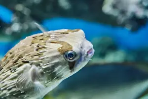 Spines Prints: Close-up portrait of longspined porcupinefish
