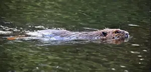 Algonquin Park Prints: A close-up portrait of an North American beaver swimming on the lake