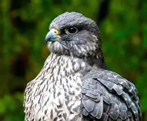 Peregrine Falcon Prints: Close-up portrait of a Peregrine Falcon, British Columbia, Canada