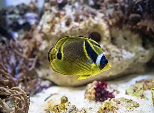 Chaetodontidae Prints: Close-up portrait of a racoon butterflyfish (Chaetodon lunula)
