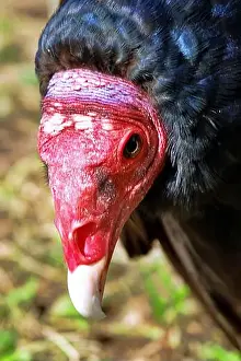 Sarcoramphus Prints: Close-up portrait of red-headed vulture isolated on green background