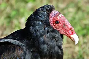 Sarcoramphus Prints: Close-up portrait of red-headed vulture isolated on green background