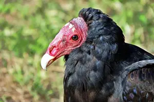Sarcoramphus Prints: Close-up portrait of red-headed vulture isolated on green background