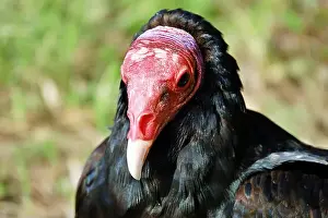 Sarcoramphus Prints: Close-up portrait of red-headed vulture isolated on green background