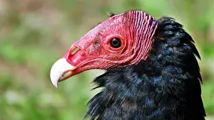 Sarcoramphus Prints: Close-up portrait of red-headed vulture isolated on green background
