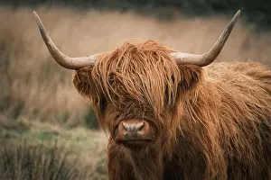 Fringe Prints: Close-up Portrait of a Shaggy Ginger Scottish Highland Cow with Long Horns in a Rugged Field