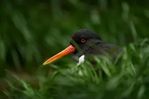 Wading Prints: Close-up detail portrait of water bird in the grass