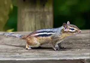 Wildlife Animals Prints: Close-up profile portrait of chipmunk