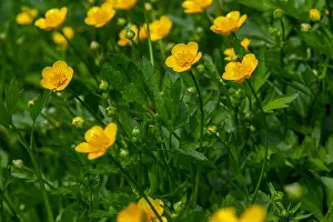Uncultivated Prints: Close-up of Ranunculus repens, the creeping buttercup