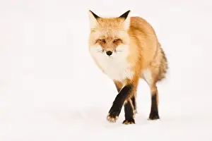 Interacting Prints: Close-Up of a Red Fox Walking on Snowy Terrain